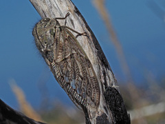 Platypleura capensis