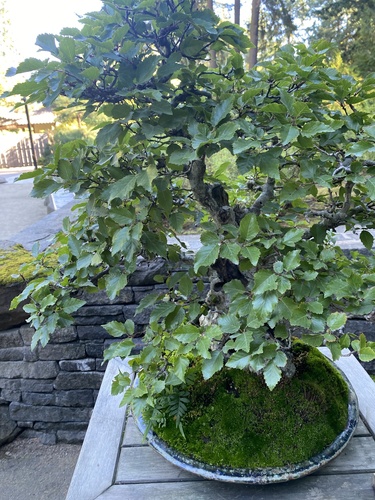 Carpinus turczaninovii iNat (1)