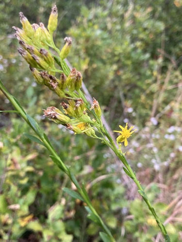 Solidago stricta, photograph 6