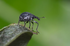 Oxystoma