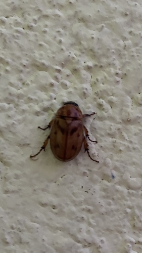 Cyclocephala lunulata (Cyclocephala lunulata)