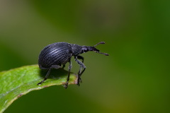Oxystoma