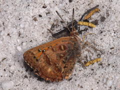 Aloeides pierus