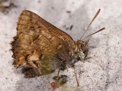 Aloeides pierus