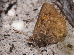 Aloeides pierus