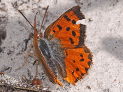 Chrysoritis pyroeis