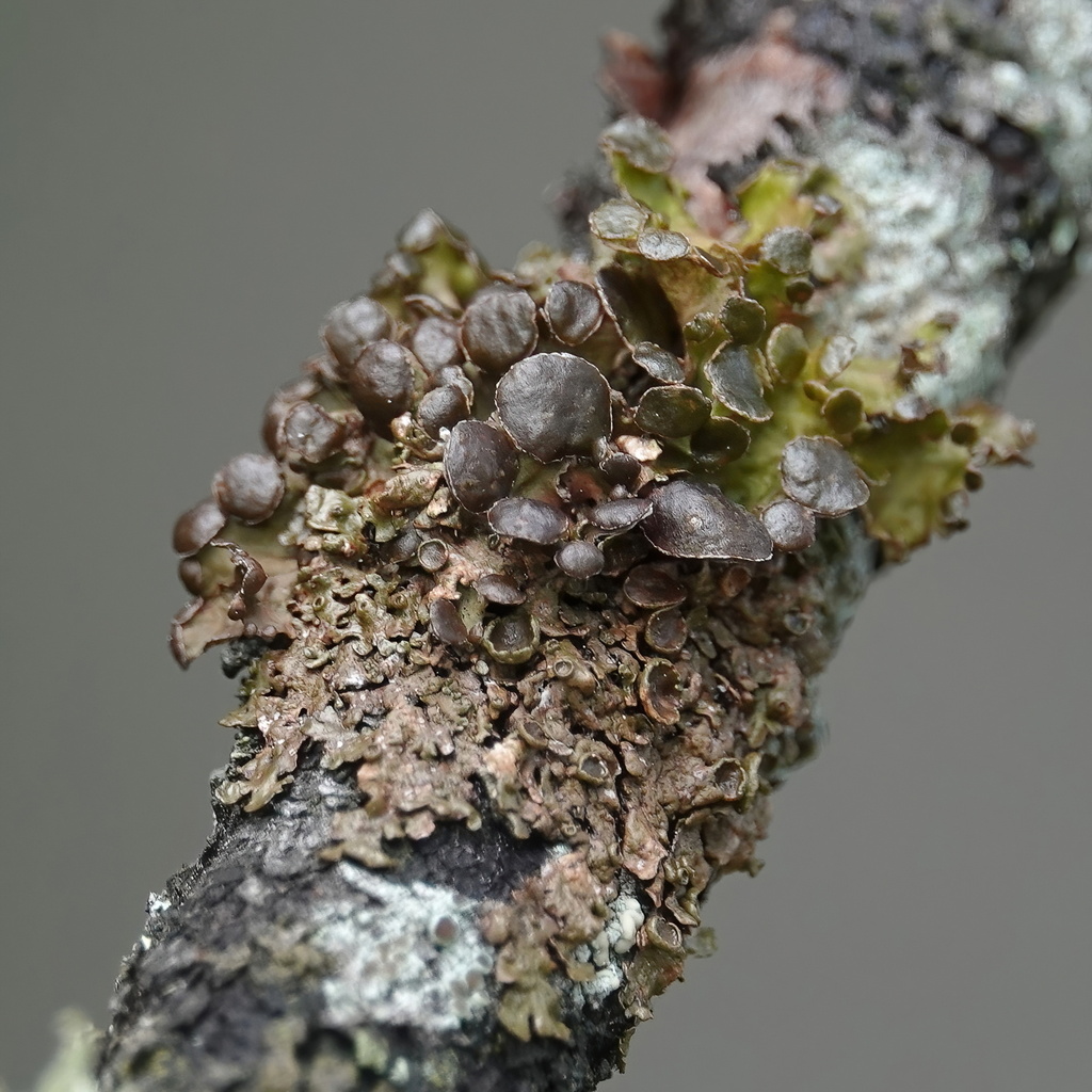 Chestnut Wrinkle Lichen