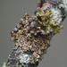 Chestnut Wrinkle Lichen - Photo (c) Hans, some rights reserved (CC BY-NC), uploaded by Hans