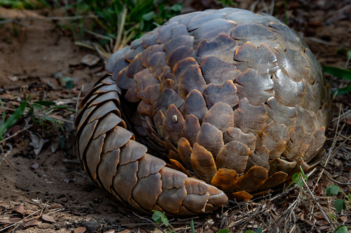Temminck's Ground Pangolin