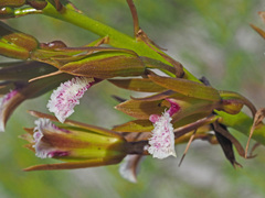 Eulophia lamellata