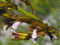 Eulophia lamellata