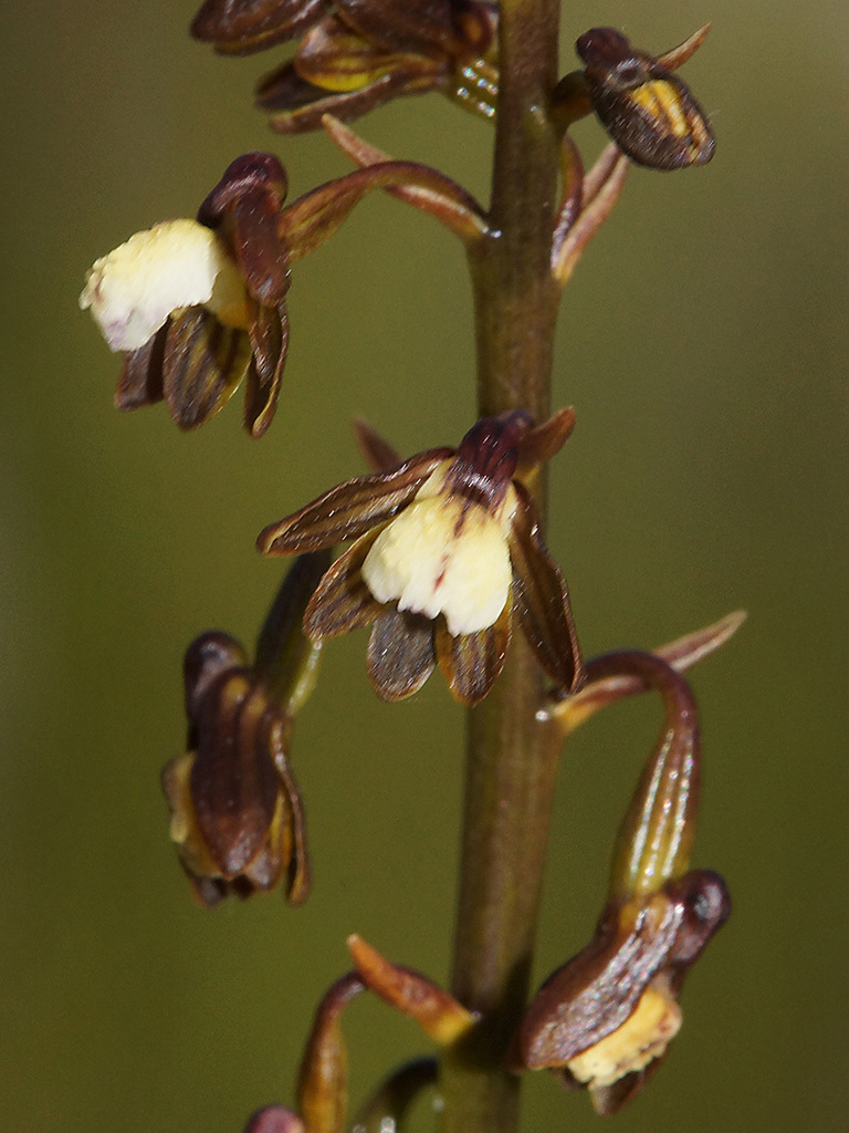 Spoon Cinderella Orchid