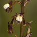 Spoon Cinderella Orchid - Photo (c) Felix Riegel, some rights reserved (CC BY-NC), uploaded by Felix Riegel