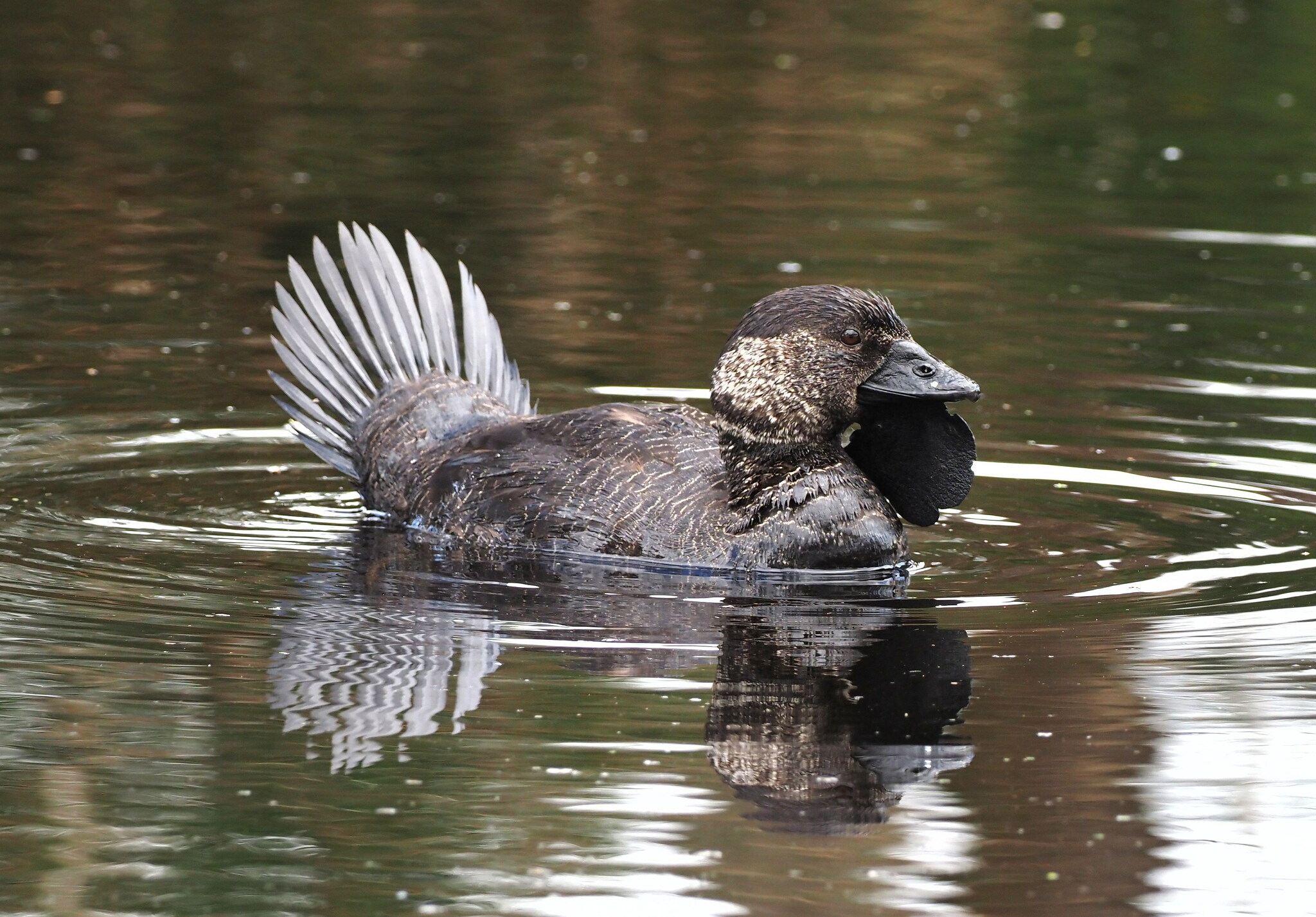 Musk Duck illustration