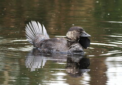 Musk Duck photo 5