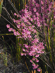 Erica gnaphaloides