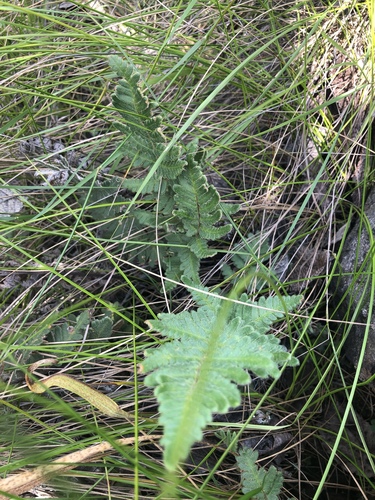 Cheilanthes inaequalis, 2019-03-02