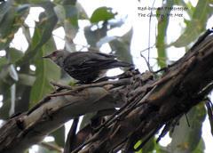 Climacteris erythrops