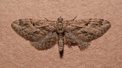 Eupithecia oxycedrata