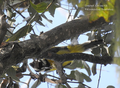 Falcunculus frontatus