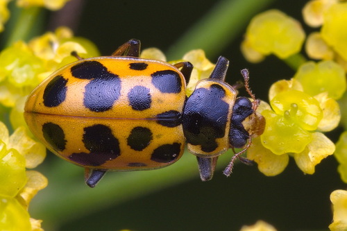 Thirteen-spotted Lady Beetle