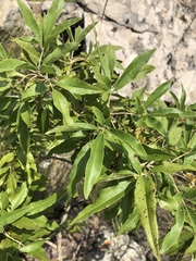 Vitex rehmannii