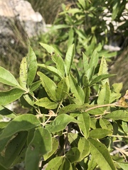 Vitex rehmannii