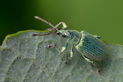 Phyllobius maculicornis