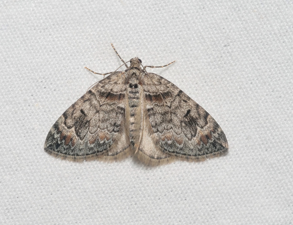 Dysstroma rutlandia