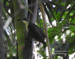 Ptiloris paradiseus