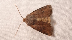 Conistra staudingeri