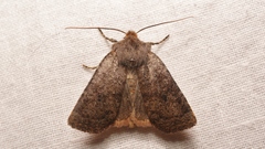 Conistra staudingeri
