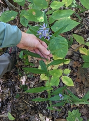 Symphyotrichum phlogifolium, photograph (c) Alaina Krakowiak, some rights reserved (CC BY)