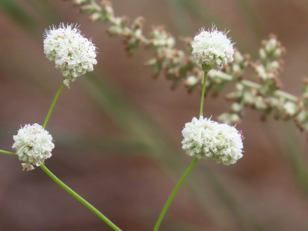 Naked Buckwheat From Santa Cruz Island Ca Usa On September At Pm By Obrock