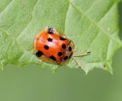 Basiprionota decemmaculata