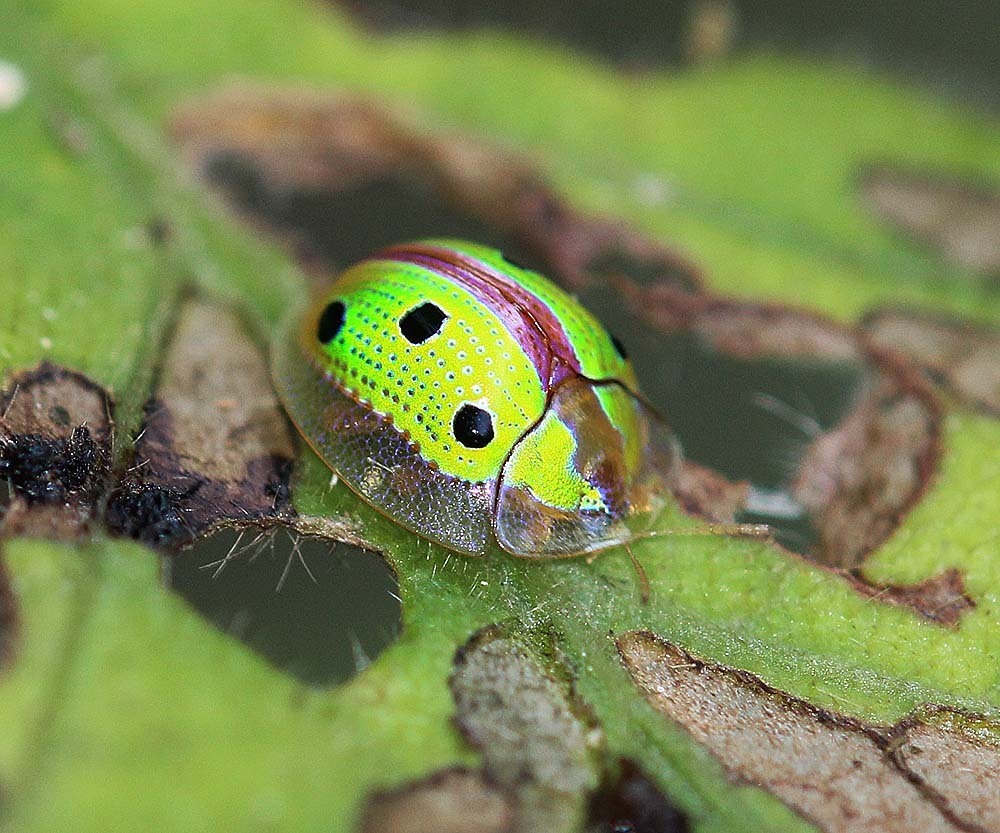 Indian Green Tortoise Beetle