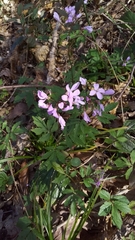 Cardamine quinquefolia