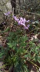 Cardamine quinquefolia