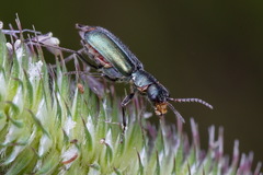 Cordylepherus viridis