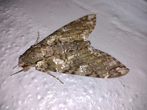 Photo of Duponchel's Sphinx (Cocytius duponchel)