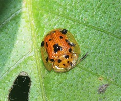 Laccoptera vigintisexnotata