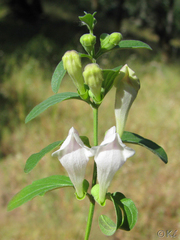 Scutellaria californica