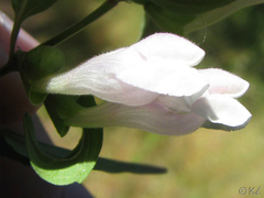 Scutellaria californica