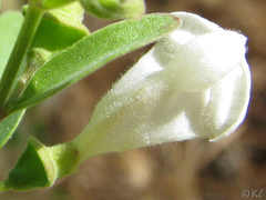 Scutellaria californica