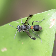 Ropalidia sumatrae