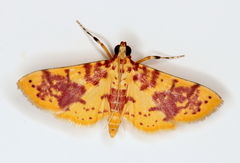Conogethes haemactalis
