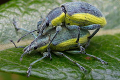 Chlorophanus viridis