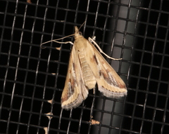 Achyra massalis