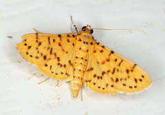 Conogethes