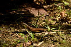 Scincidae